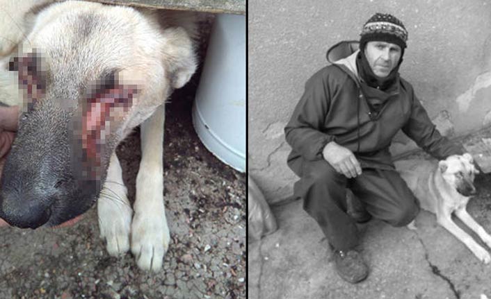 Vahşet! Beslediği köpeği...