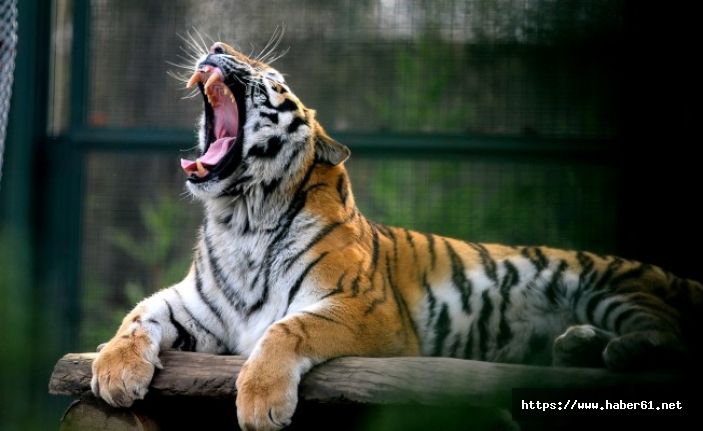 Bengal kaplanları kar yağmayınca strese girdi