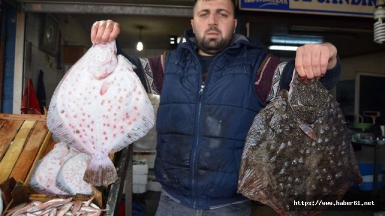 Trabzon'da Kalkan altınla yarışıyor!