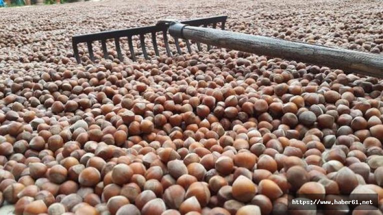 Fındıkta cinse göre fiyat ayrımına tepki