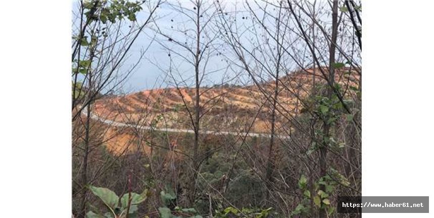 Yangında zarar gören Çamburnu'na fidan dikildi