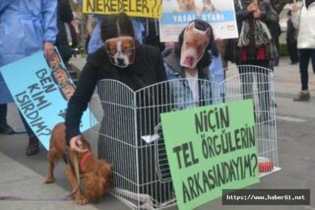 Trabzon'da hayvan severlerden üniversitede kaybolan köpekler için tepki
