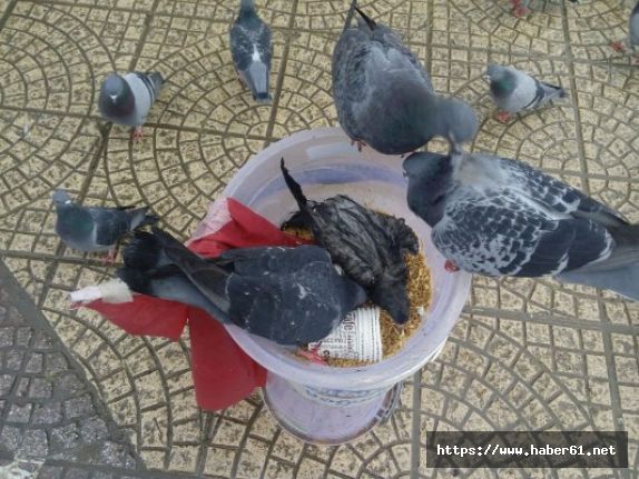Güvercinler yem için savaştı
