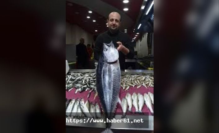 Trabzon'da tezgaha sığmayan orkinos şaşırttı