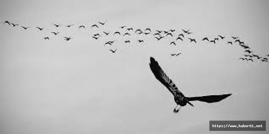 Kuş gribi panik yarattı! Kanatlılar ithaf edildi