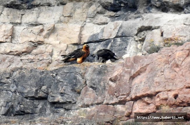 Nesli tehlike altındaki Kara Akbaba'dan sevindiren haber