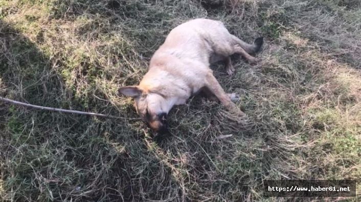 Av tüfeğiyle köpek öldüren kişiye bin 255 lira para cezası