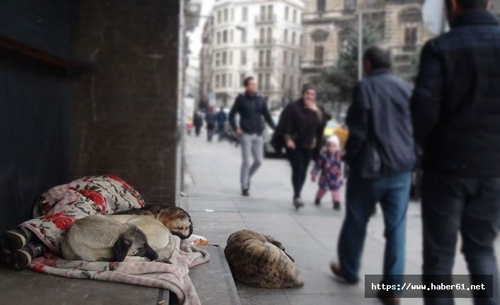 Vahşet! Magandalar köpeği bıçaklayıp, kemerle dövdüler 