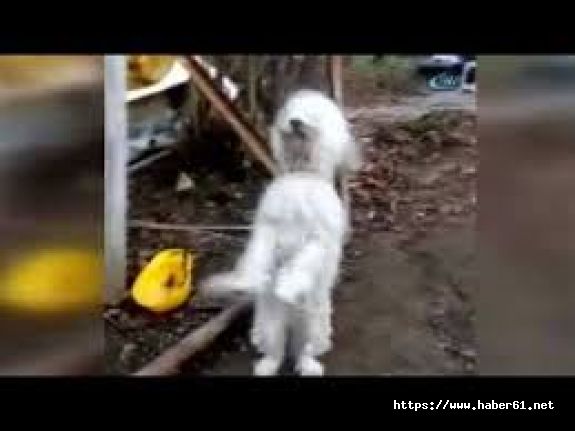 Kemençe sesini duyunca horona başladı! Horon oynayan köpek şaşkına çevirdi