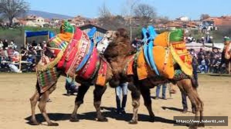 Çanakkale'de deve güreşleri başladı