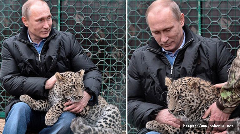 Putin'in leoparı ölü bulundu