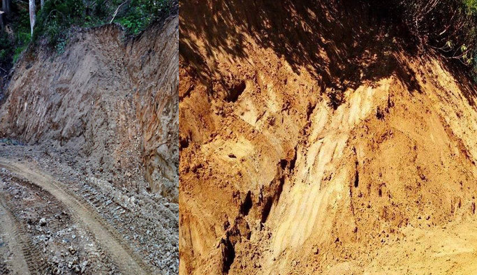 Doğu Karadeniz'de yaban hayvanları unutulmuyor