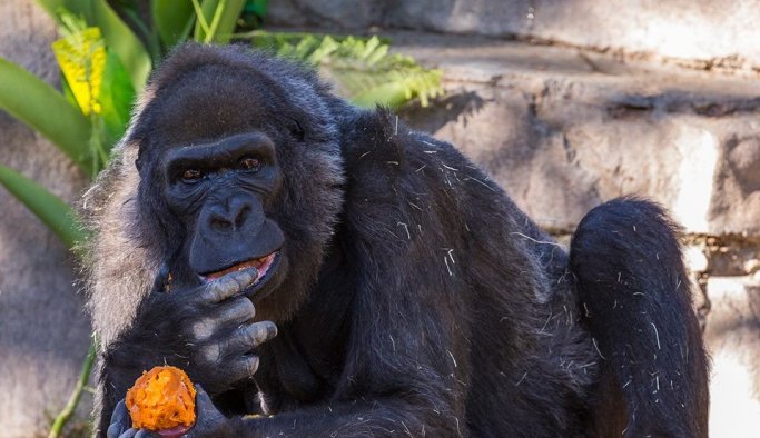 Dünya’nın en yaşlı gorili öldü
