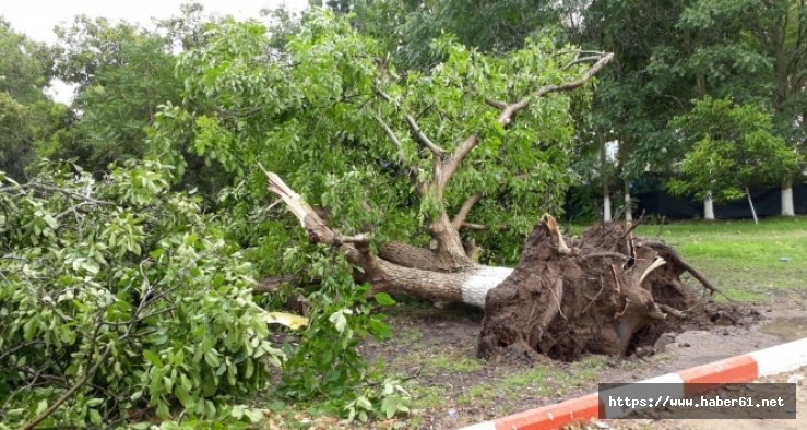 Komşusunun ağacını söktü, hapis cezasına çarptırıldı
