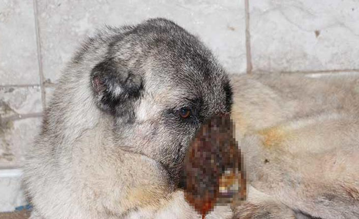 Osmaniye'de vahşet! Sokak köpeğine...