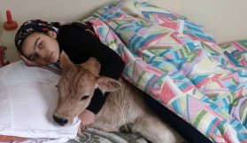 Rizeli Heidi hasta buzağıyı yatağına aldı