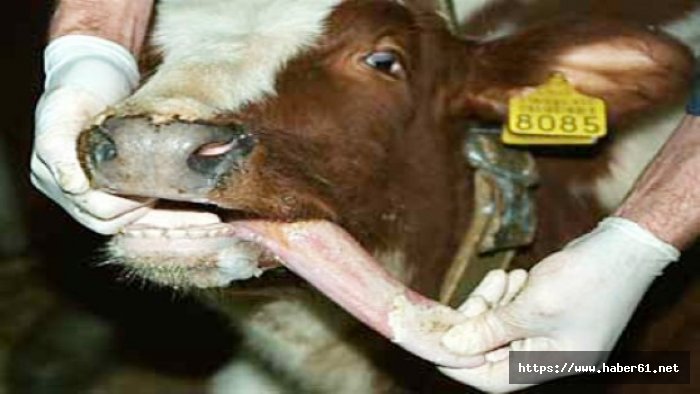 Şap yüzünden 15 mahalle karantinada - Denizli haberleri