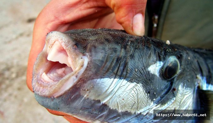Zehirli balon balıkları kedileri öldürdü- Muğla haberleri