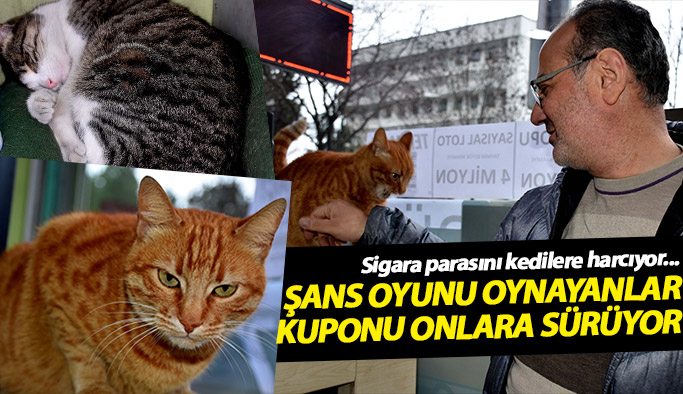 Sigara parasını kedilere harcıyor