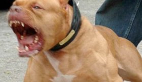 Korkunç! Pitbull küçük çocuğu parçaladı!