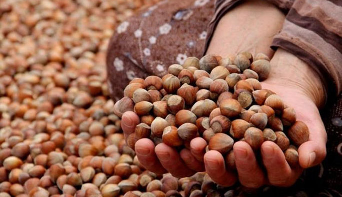 Fındık Trabzon'dan dünyaya gidiyor