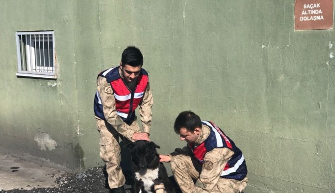 Sokak köpeğinin imdadına jandarma yetişti