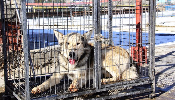 Bayburt'ta korku salan kurt yakalandı