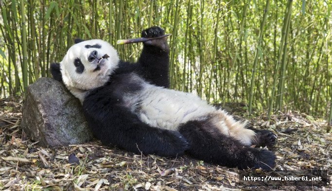 Pandalar neden tembeldir? Dünyanın en tembel hayvanı panda mıdır