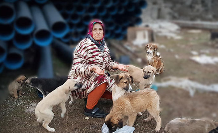 Sokak köpekleri ölüme terk edildi