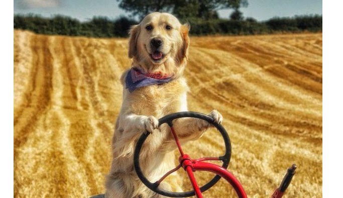 Traktör kullanıp tarla süren köpek şaşkına çevirdi