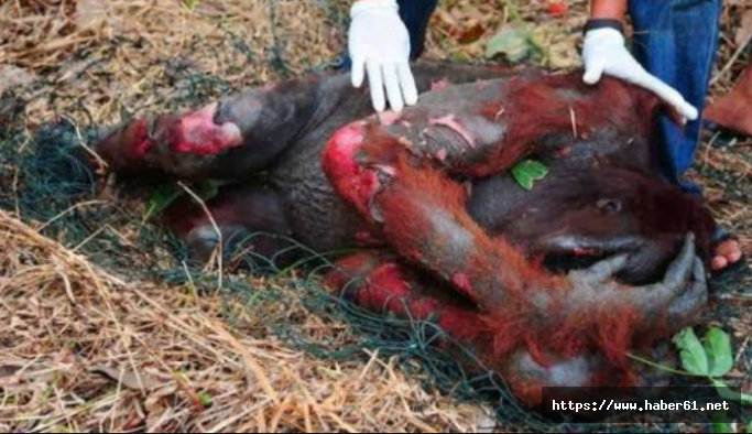 Orangutanı akıl almaz işkenceyle katlettiler!