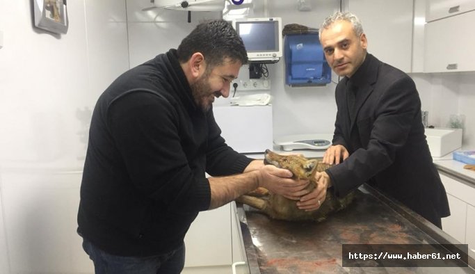 Hamile tilkiye araba çarptı - Bartın haberleri