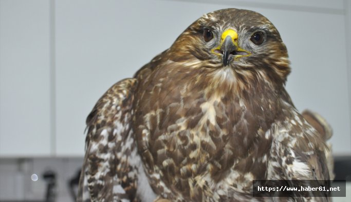 Yaralı atmaca tedavi edildi