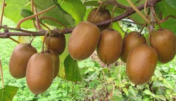 Trabzon'da kivi üreticilerine uyarı