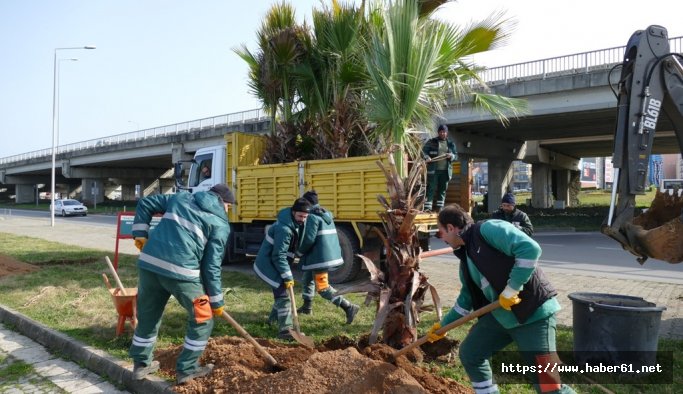 Trabzon yeşilleniyor
