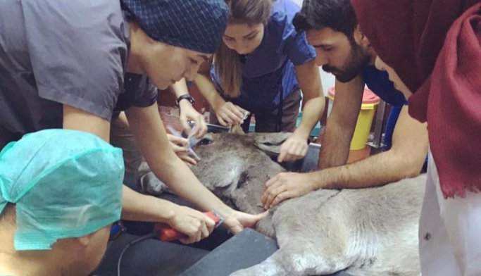 Dünyada ilk defa bir eşek, kendi kanıyla tedavi edildi