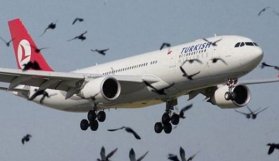 THY uçağı iniş sırasında kuş sürüsüne çarptı