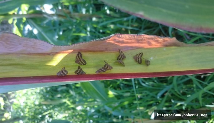 Doğu Karadeniz’i esir alan böcek için eylem planı hazırlandı