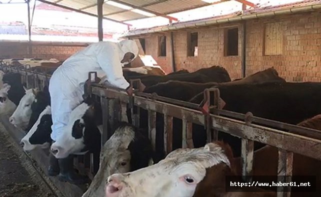 Akçaabat'ta şarbon korkusu! Şüphelenenler hastaneye koştu