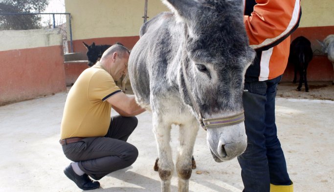 Turizmi bıraktı, eşek sütü işine başladı