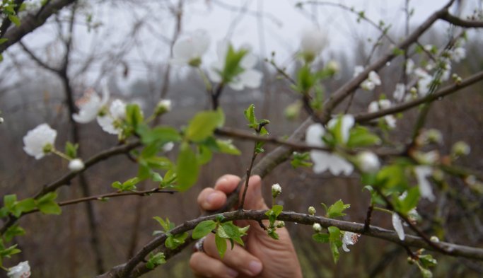 Mevsimler şaştı, erik ağacı Şubat'ta çiçek açtı