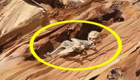 Ağacın içinden çıktı, dinazor sanıldı! Bakın aslında neymiş?