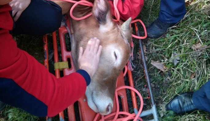 Kayalıklardan düşen ineğin imdadına koştular