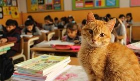 Miniklerin sevgilisi Tombi sınıfına geri dönüyor