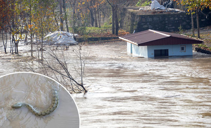 Dicle Nehri'nde sular yükseldi