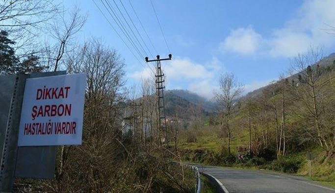 Akçaabat’ta şarbon endişesinde son gelişmeler