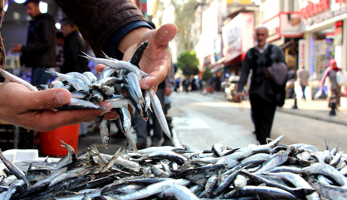 Balıkçılar hamsi yok diyor ama...