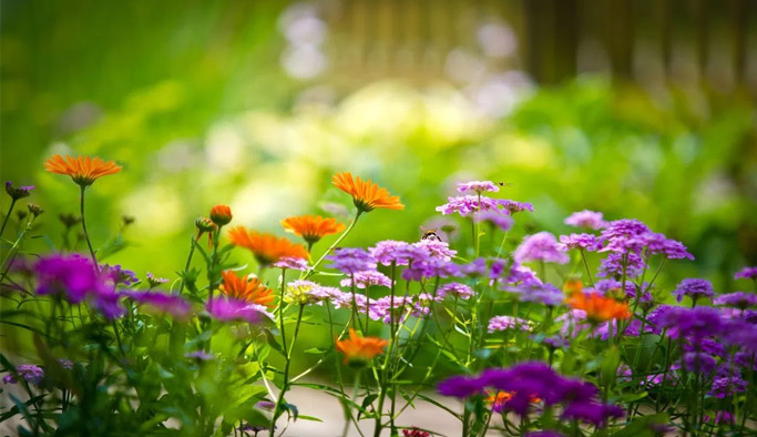 Baharın müjdecisi cemre düştü - Cemre Nedir, Ne zaman düşer?