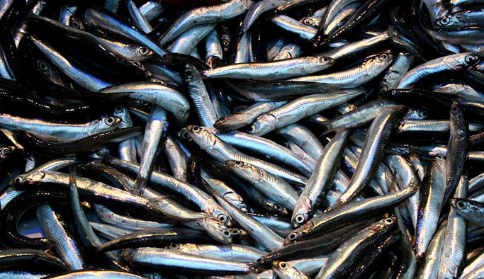 Hamsiye coğrafi işaret geliyor