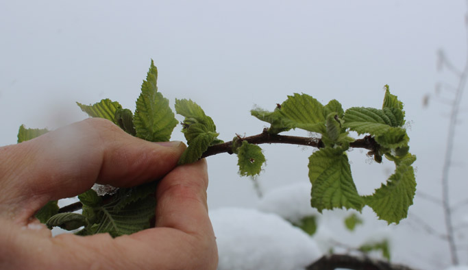 Geç gelen kar fındık üreticisini tedirgin etti